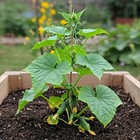 Mr  Fothergill s Cucumber Snack Size Seed Oh Sow Simple  Easy To Grow
