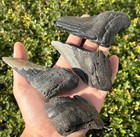 Big Fossil Megalodon Sharks Teeth Lot Of 4 South Carolina Shark Tooth Collection