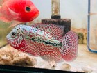 Premium Red Pearl Kamfa F2 Flowerhorn Cichlid     White Eyes Heavy Pearling