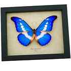 Real Framed Butterfly Blue Morpho Rhetenor Helena Taxidermy Display
