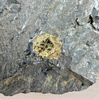 Digenite  Butte Mining District  Silver Bow County  Montana