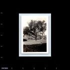Old Vintage Photo Tree In Yard Original Snapshot Photograph Picture Pic