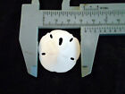 6 Small White Florida Sand Dollars  tiny Size  1 - 1 1 2   Coastal Art Crafts