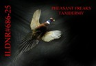 Pheasant Taxidermy Mount Flying Right chest Out Wall Haning Mount Ildnr 686--25