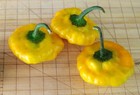 Fresh Jamaican Scotch Bonnet Peppers - Grown In Tennessee