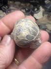 Montana Cretaceous Nautiloid Fox Hill Formation Wolf Family Collection
