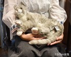 New Hansa Cat Gray Plush Bh7198 37cm Realistic Stuffed Animal Japan Import
