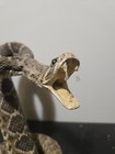 Diamondback Rattle Snake Real Taxidermy 8 