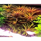 3 Stems Pogoestemon Kimberly   Live Aquarium Plants Free S h  Rare  