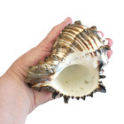 Large Radish Murex Conch Shell With Spikes 5 1 4 l Dark Brown Seashell Hexaplex