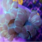 Live Frag Fox Coral   Nemenzophyllia   Reef Tank Beginner Coral Saltwater Tank