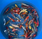 Lot Of 3 Qty Vhq Assorted Tosai 8-9  Japanese Koi Live Fish With Free Shipping 