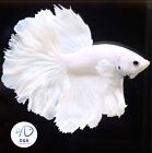 Da Live Betta Fish High Quality Halfmoon Hm Platinum White Dumbo - Usa Sellers