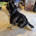 Ganz Webkinz Signature Siberian Husky Plush No Code Wks1049 - Adorable And Clean