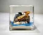 Fiddler Crab In Resin Cube  Crab Diorama Display  Oddities  Uca Crassipes