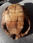 Real  Wood Turtle Shell  9 By 8 Inches  Some Wildlife Damage But Very Pretty  