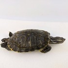 Red Ear Slider Turtle  wet Specimen  Collectible Display Oddity Display Cabinet
