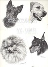  165 Akita Portrait Dog Art Print   Pen And Ink Drawing By Jan Jellins