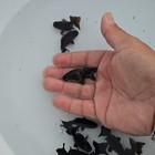 Live Ranchu Black Color Juvenile Goldfish Short Body 1 To 1 5 Inch