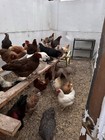 12 Fertile Chicken Hatching Eggs Barnyard Mix Fresh Wyandotte Possible 