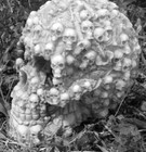 Latex Skull Mold With Plastic Backup Plaster Or Concrete Mould  6  X 5  X 4 