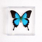 Real Butterfly Framed Papilio Ulysses