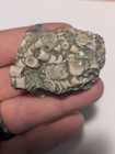 Loaded Natural Crinoid Fossils Cluster Plate Orodovician From Kentucky Ky