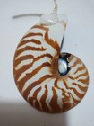 Polished Natural Nautilus Seashell 1 2 Shell Hand Painted Beach Scene St Martin