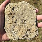 Rare Triple Fossil Starfish Cast Fossils In Matrix Alabama Bangor Limestone Fm