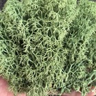 Preserved Reindeer Craft Moss Natural Green Diy Kit Gardenning Art Wall Flori   
