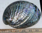 Fully Polished Abalone Shell