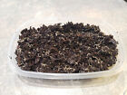 Live White Worm Starter Culture In 3 Cup Container - For Live Fish Food And More