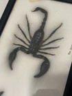 Scorpion Specimen Display Picture Frame  Glass
