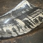 Polished Horn Shofar