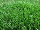     360 000 Emerald Zoysia Grass Seeds   Premium Lawn Turf Drought   Heat Tolerant