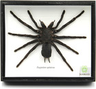 Real Giant Bird Eating Tarantula Eurypeima Spincrus Spider Taxidermy Transpar   