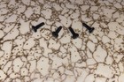 Samsung  Un43j5200afxza Tv Stand Base  Screws Included And Free Shipping