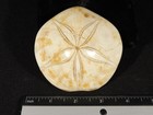 Big  Polished 150 Million Year Old  Aaa Sand Dollar Fossil Madagascar 264gr