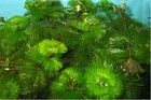 50 Stems Green Cabomba Live Aquarium Plants Aquascaping Planted Tank Easy 
