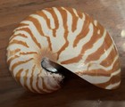Nautilus Shell Half Section Cutaway Cross Section Display Specimen Approx 4 In