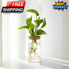 Glass Hydroponic Plant Vase Wood Stand Propagation Station Home Offic Desk Decor