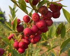Blueberry -  pink Lemonade  - Vaccinium  rabbiteye   6-8 Inches Tall