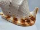 Helmet Horned Conch Shell  Large 9  X 6 Inches 7 Inches High Good Marking