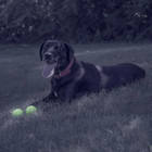 By Mammoth Glow-in-the-dark Dog Fetch Balls  8-pack   Lattice Rubber Balls For N