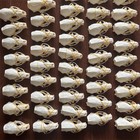 Wholesale Taxidermy 100 Pcs Real Mink Skull  Fine Animal Specimen  Skull Gift