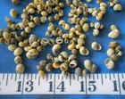   Littorina   Green yellow   200  Shells   Shellcraft   Sailor s Valentines  