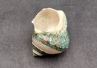 Polished Jade Green Turbo Seashell With Pearl Stripe  1 Shell Approx  4  Inches 