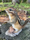 Chipmunk Taxidermy  Eastern Chipmunk Mount  Squirrel Taxidermy  Nature  Gift 