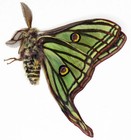 Insect Butterfly Moth Actias Graellsia Isabellae-rare Pair- Spanish Moon Moths 