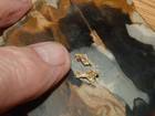 2 Crystalline Gold Specimens  4 Gram Natural Gold And Quartz